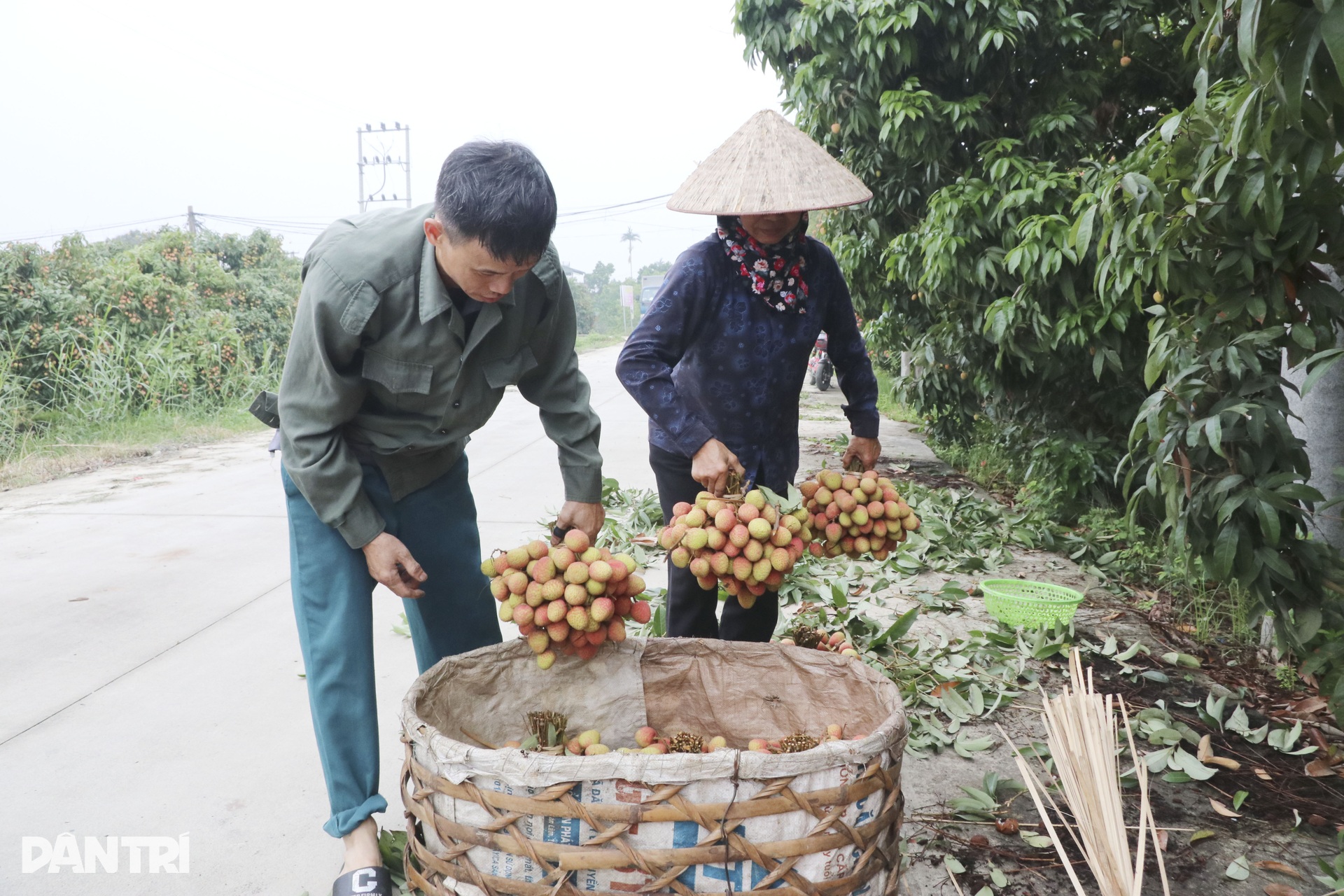 Vải sớm chín rộ, nông dân Hải Dương tất bật thu hoạch - 3 Vải sớm chín rộ, nông dân Hải Dương tất bật thu hoạch - 3