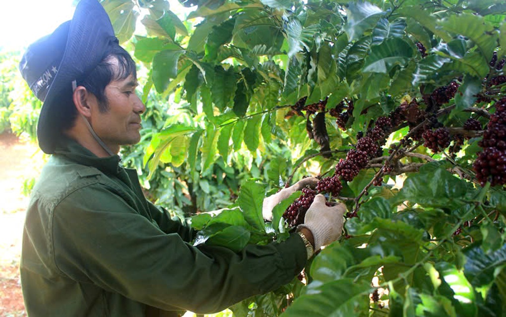 Giá nông sản hôm nay 15/9: Hàng loạt trái cây miền Tây giảm giá sâu - 1