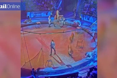 Hổ bất ngờ tấn công sư tử khi đang biểu diễn xiếc