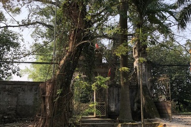 Thông tin mới nhất về phiên đấu giá gỗ sưa "trăm tỉ" ở Hà Nội