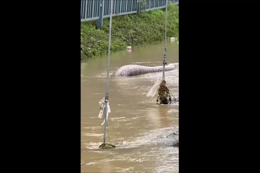 Trăn khổng lồ xuất hiện trên đường ngập nước sau trận mưa lớn