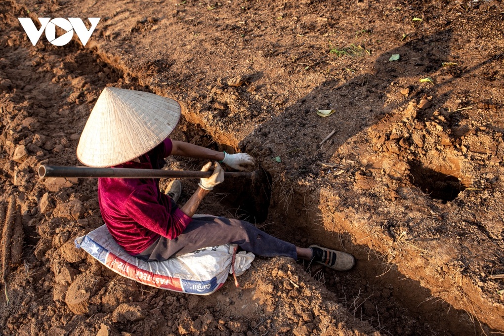 Hà Nội: Cực nhọc đào loại củ trồng vạ vật cũng ra tiền ở bãi giữa sông Hồng - 6 Hà Nội: Cực nhọc đào loại củ trồng vạ vật cũng ra tiền ở bãi giữa sông Hồng - 6