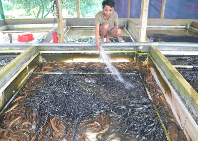 Nuôi lươn không bùn ở Ninh Bình giải quyết được nhiều việc làm cho lao động tại địa phương