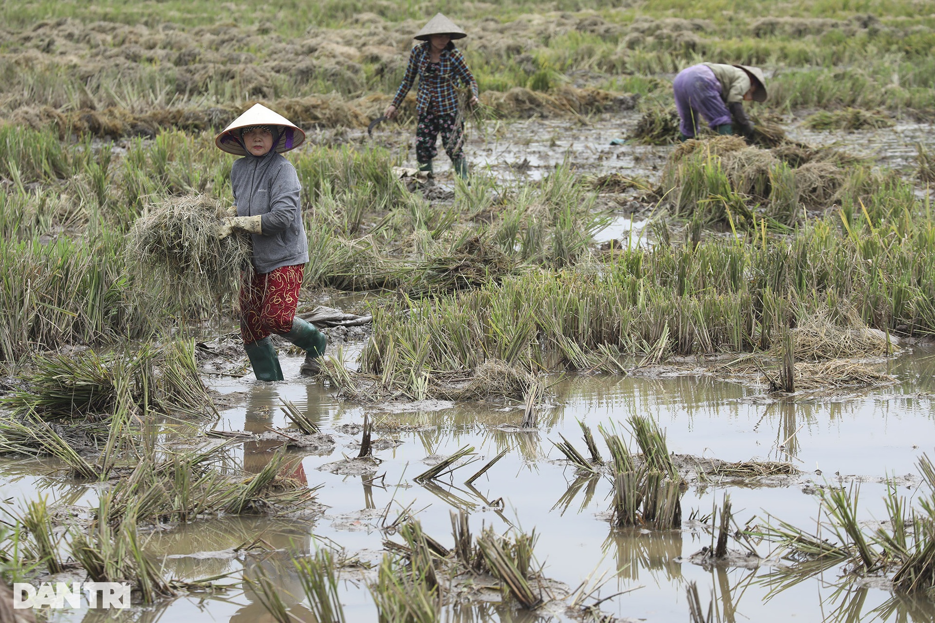 Những mùa lúa cuối cùng vùng ngoại thành Hà Nội - 9 Những mùa lúa cuối cùng vùng ngoại thành Hà Nội - 9