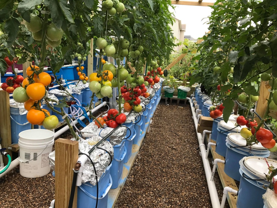 Mê mẩn vườn 20m2 ngập rau, trái của người đàn ông gốc Việt ở Mỹ - 4