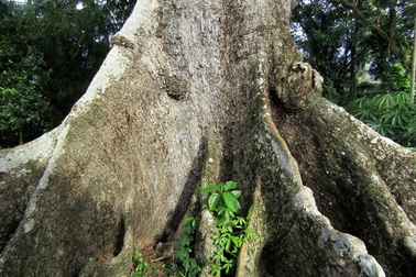 Cây bàng đá 700 năm tuổi chết khô trả giá 2 tỷ đồng