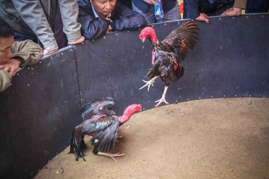 Đầu xuân xem những "chiến binh" gà quần thảo đấu trường