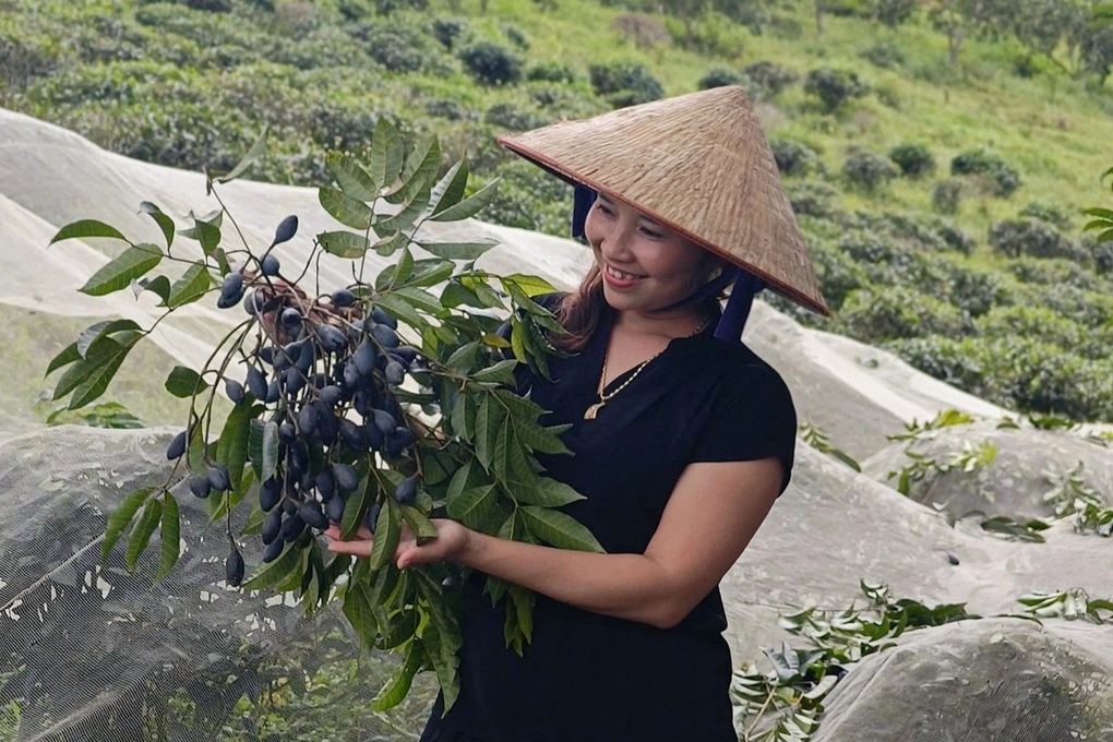 Đặt hàng từ khi vàng đen ra hoa, thương lái lỗ hàng trăm triệu đồng - 1