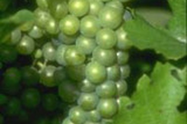 TPHCM: Trời nắng gắt, rau xanh tăng giá