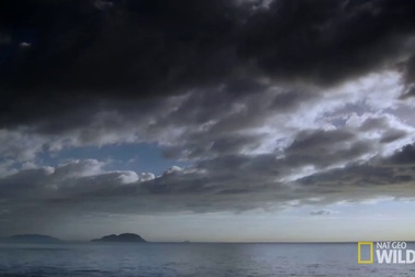 Đảo rắn Ilha da Queimada Grande, Brazil