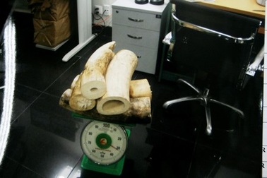 Công an đang điều tra hơn 31kg ngà voi qua sân bay