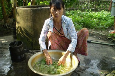 20 năm sống chung với… phân lợn 