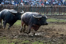 Đầu tư cả trăm triệu nuôi trâu chọi, ông chủ khóc ròng vì 2 năm hoãn lễ hội