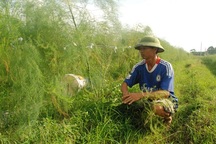 Loài cây trồng 1 lần thu 10 năm, kiếm 2 triệu đồng/ngày