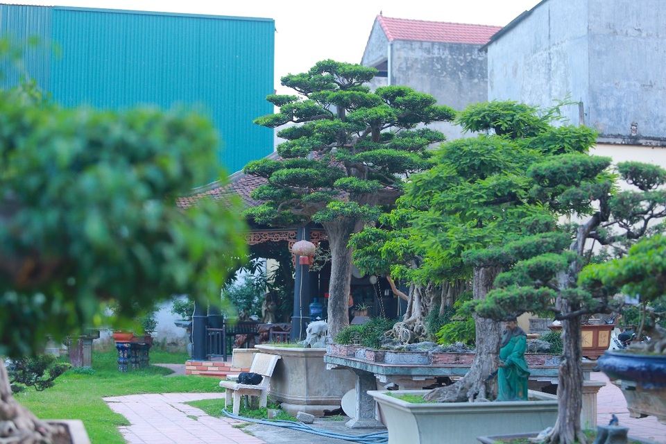 Choáng ngợp khu vườn bạc tỷ của đại gia chơi cây nức tiếng Hà Nội - 10 Choáng ngợp khu vườn bạc tỷ của đại gia chơi cây nức tiếng Hà Nội - 10
