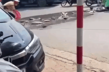 Chiến sĩ CSGT Hà Nội nhặt hơn một tạ cá giúp người đi đường