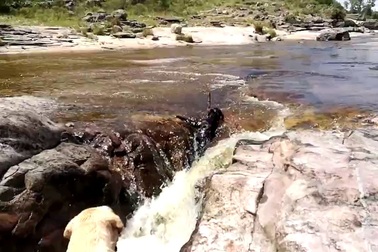 Thú vị clip chú chó dũng cảm cứu bạn khỏi đuối nước