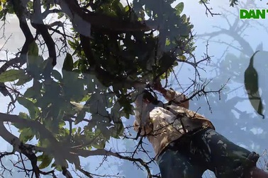 Cận cảnh vườn mai 20 tỷ toàn thế cây độc, lạ