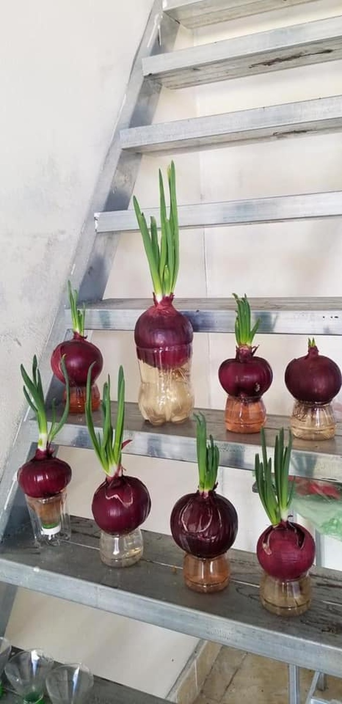 Cô gái trẻ chia sẻ cách trồng hành tây "mọc tóc, mọc râu" cực đáng yêu, ngó xuống bình luận của dân mạng càng thấy bất ngờ hơn - Ảnh 7. Cô gái trẻ chia sẻ cách trồng hành tây "mọc tóc, mọc râu" cực đáng yêu, ngó xuống bình luận của dân mạng càng thấy bất ngờ hơn - Ảnh 7.