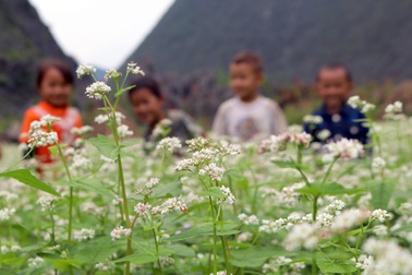 Hãy lên lễ hội "Đá nở hoa”
