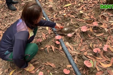 Mô hình nấm linh chi đỏ dưới tán rừng keo lai