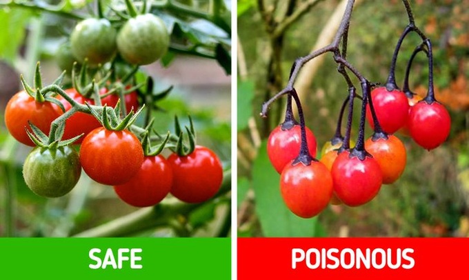 9 loài thực vật luôn khiến con người nhầm lẫn tai hại: Loại thì ăn được, loại lại có độc và cần né xa - Ảnh 12. 9 loài thực vật luôn khiến con người nhầm lẫn tai hại: Loại thì ăn được, loại lại có độc và cần né xa - Ảnh 12.
