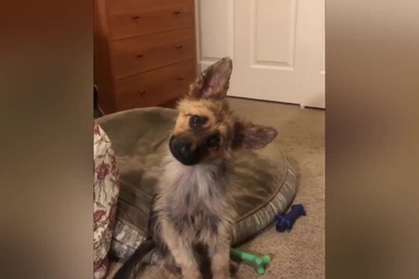 Chú chó béc-giê Đức mắc kẹt trong hình hài cún con