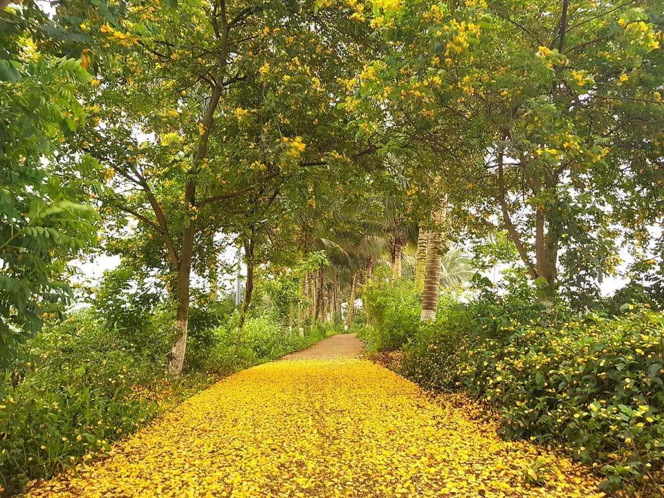 Vẻ đẹp “đến thổn thức” của Ecopark trong phút giao mùa - 1 Vẻ đẹp “đến thổn thức” của Ecopark trong phút giao mùa - 1