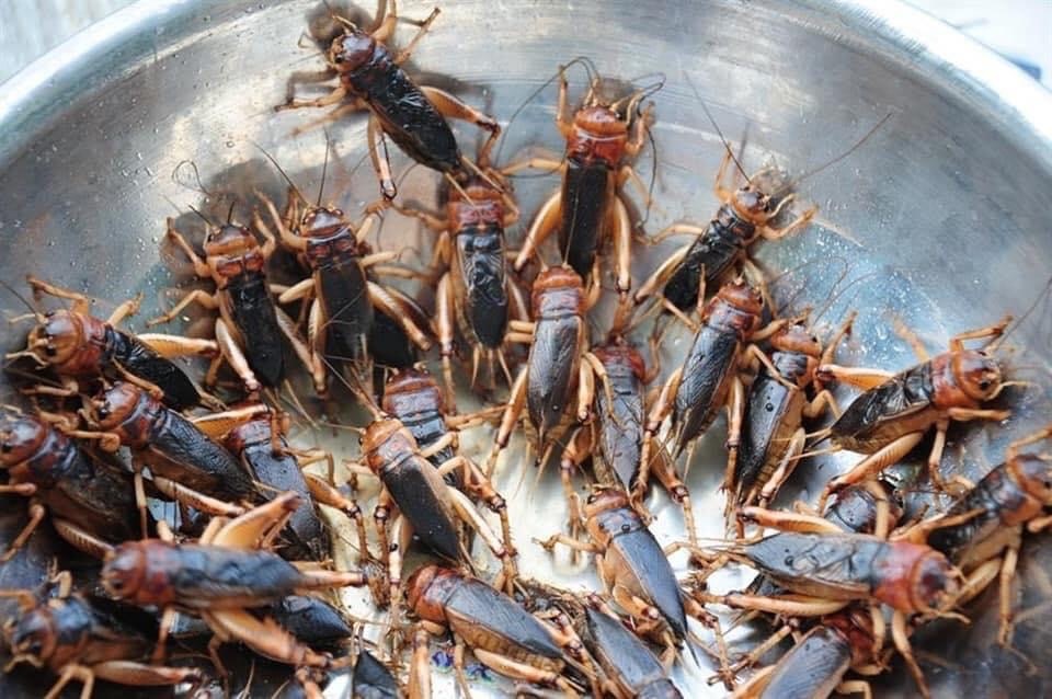 Dế mèn chu du trên bàn nhậu, muốn ăn phải xếp hàng chờ - 1 Dế mèn chu du trên bàn nhậu, muốn ăn phải xếp hàng chờ - 1