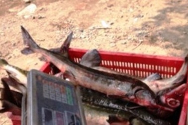 Tái phát nạn cá tầm Trung Quốc tấn công thị trường Việt Nam