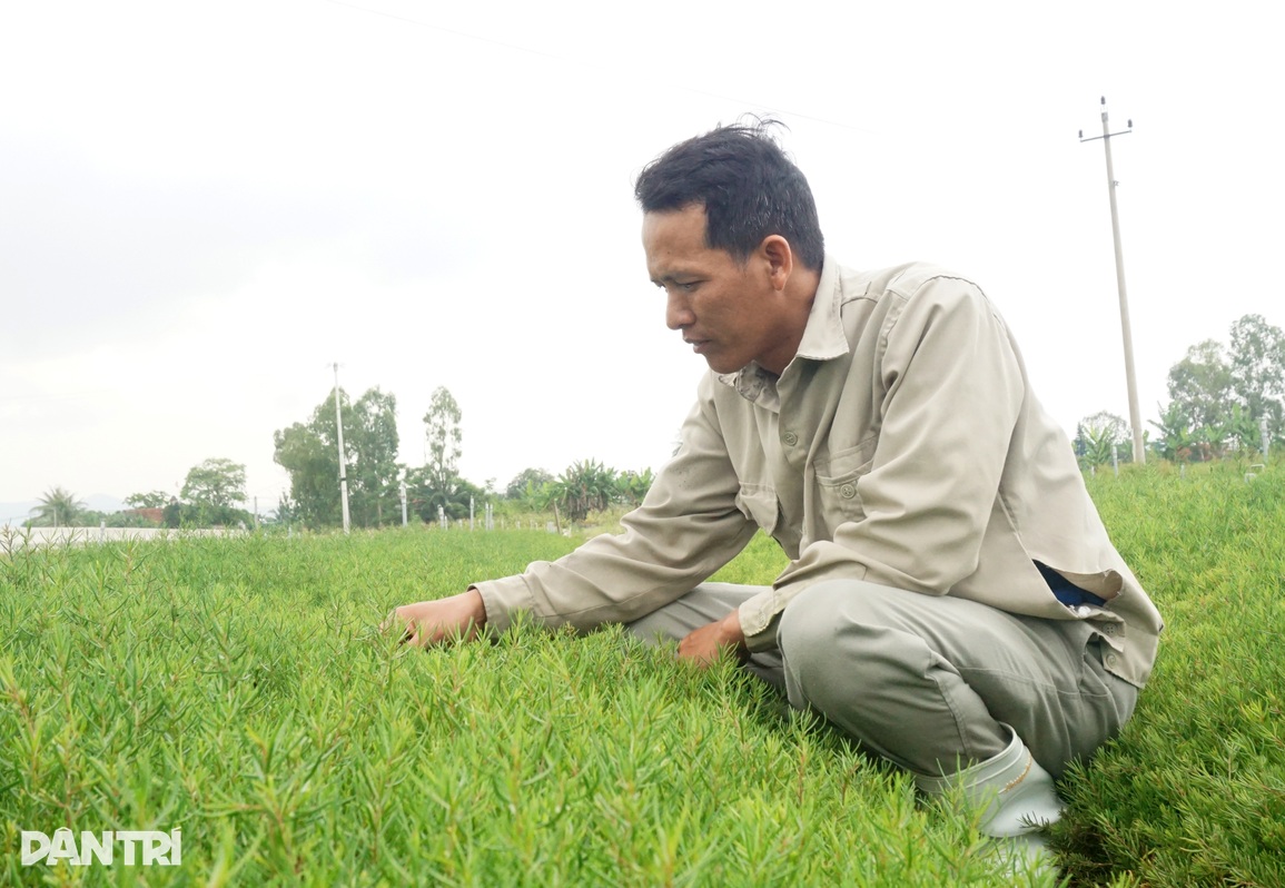 Đưa rau dại ngoài bờ biển vào vườn, cắt ngọn bán thu tiền triệu mỗi ngày - 10 Đưa rau dại ngoài bờ biển vào vườn, cắt ngọn bán thu tiền triệu mỗi ngày - 10