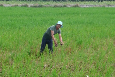 Vụ dân thúc cán bộ cứu lúa: Dân mừng vì lúa thoát "án tử"