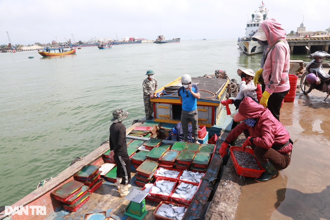 Ngư dân kiếm tiền triệu mỗi chuyến ra khơi nhờ đánh bắt đặc sản - 4 Ngư dân kiếm tiền triệu mỗi chuyến ra khơi nhờ đánh bắt đặc sản - 4