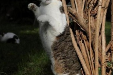 Việc nhẹ lương cao: Sang Hy Lạp trông mèo, kiếm ngay 200 triệu/năm