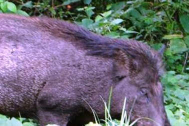 Lợn nhà Phó chủ tịch huyện sổng chuồng, cắn người nhập viện