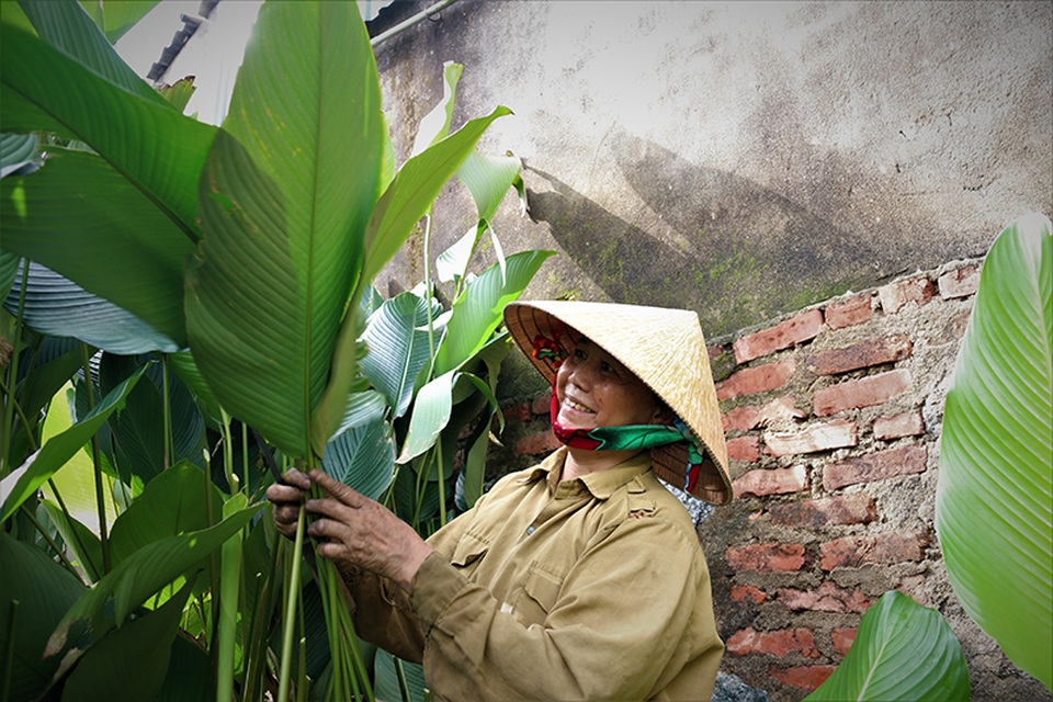 Hà Tĩnh: Thủ phủ lá dong Đức Thọ hối hả vào vụ Tết - 7 Hà Tĩnh: Thủ phủ lá dong Đức Thọ hối hả vào vụ Tết - 7
