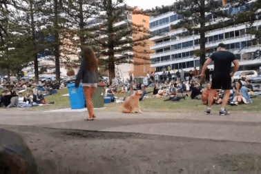 Màn “ăn vạ” hài hước của chú chó thu hút cả triệu lượt xem