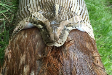 Loài trăn có thể nuốt con mồi to lớn tới đâu?