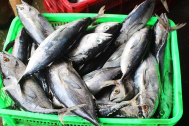 Ngư dân liên tiếp thua lỗ vì cá ngừ đại dương ở Trường Sa mất mùa