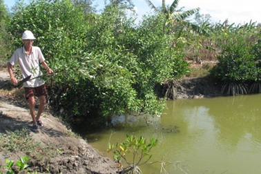 Hiệu quả cao từ nuôi tôm bằng… cây mắm