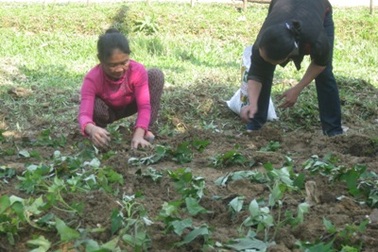 Trồng rau xanh cho đồng bào dân tộc Chứt