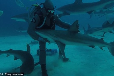 Người biết "làm phép" khiến cá mập hung dữ bỗng ngoan như cún