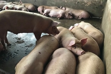 Bơm từ 2 đến 4 lít nước vào mỗi con heo để tăng trọng lượng rồi đem bán