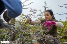 Chủ vườn mai tiền tỷ đứng ngồi không yên lo ế ẩm vì dịch Covid-19