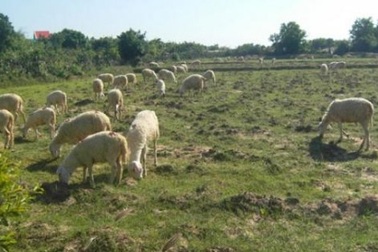 Ninh Thuận: Sau mưa, cừu tăng giá lên 75.000 đồng/kg