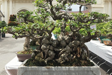 Ngắm kiệt tác si hóa thạch mini giá hơn 10 cây vàng