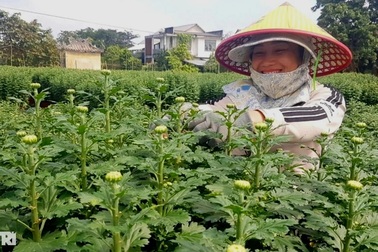 Nông dân tất bật chăm hàng nghìn chậu hoa cúc vàng kịp bán Tết