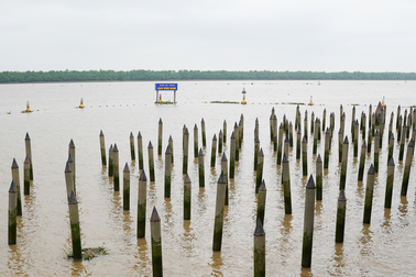 Cận cảnh bãi cọc Cao Quỳ: Chứng tích lịch sử trên sông Bạch Đằng