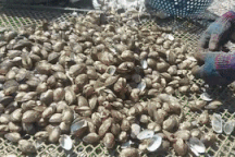 Trúng hàng trăm tấn "lộc trời", ngư dân đếm tiền mỏi tay