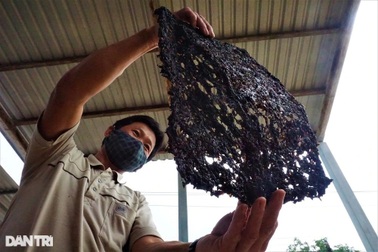 Dân làng chài kiếm được bộn tiền nhờ loại rau "lộc biển"